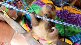 树懒搞笑视频,萌态百出，笑料连连